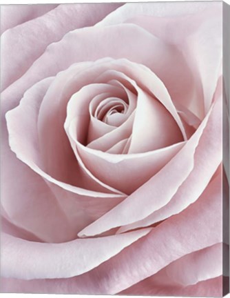 Framed Pink Rose Print