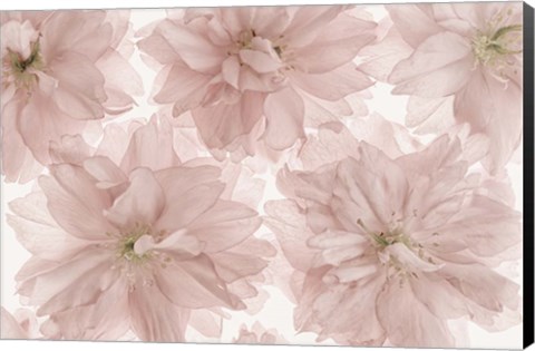 Framed Prunus Blossom Print