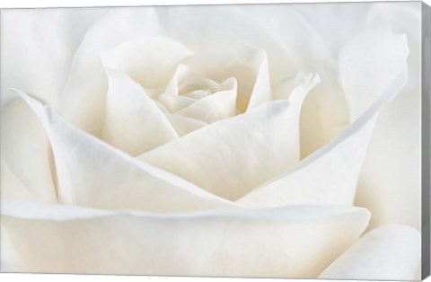 Framed Pure White Rose Print
