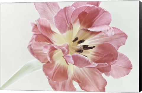 Framed Red Tulip Print