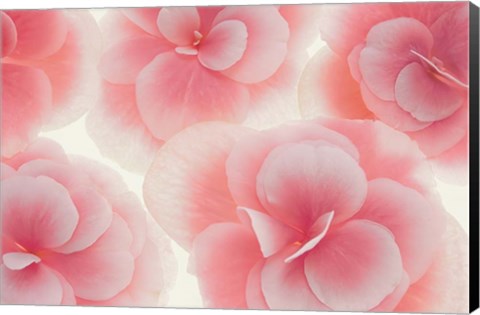 Framed Rose Begonia Flowers Print