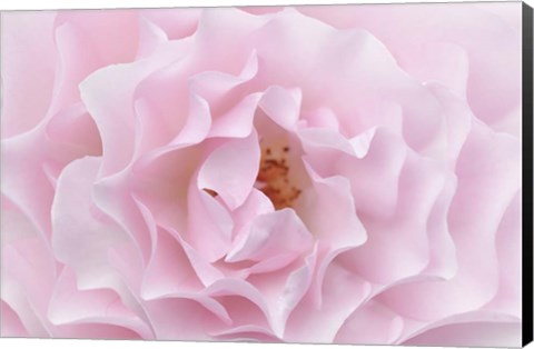 Framed Rose Pink Rose Print