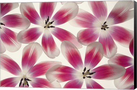 Framed Ruby Red and White Tulips Print