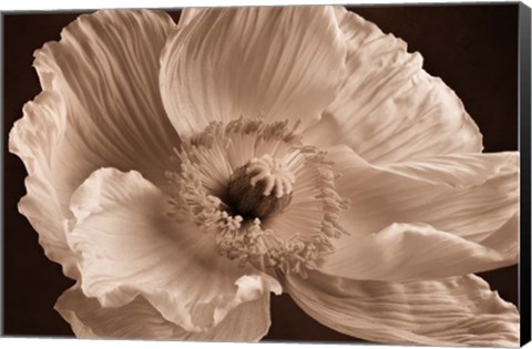Framed Sepia Poppy I Print