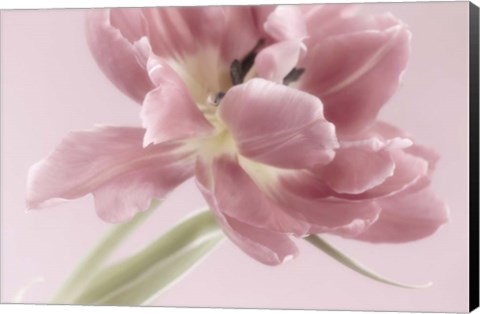 Framed Soft Pink Tulip Print