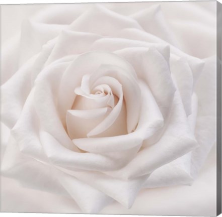 Framed Soft White Rose Print