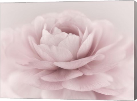 Framed Stylisch Rose Pink Print