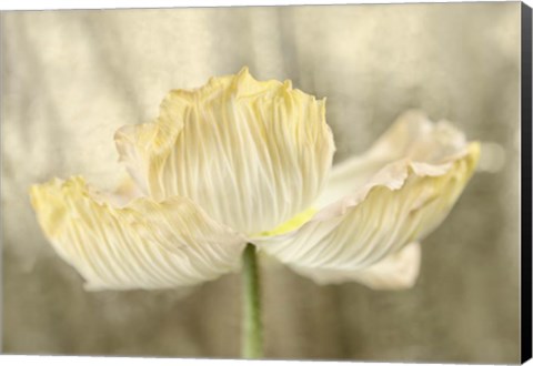 Framed Sunshine Poppy Print