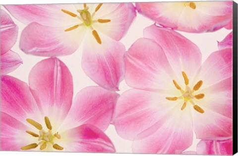 Framed Three Cerise Pink Tulips Print