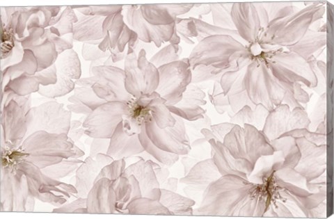 Framed Translucent Cherry Blossom Print