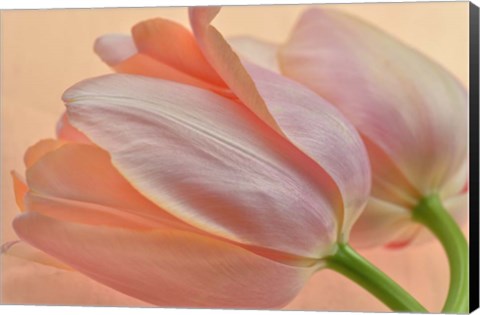 Framed Two Orange Tulips Print