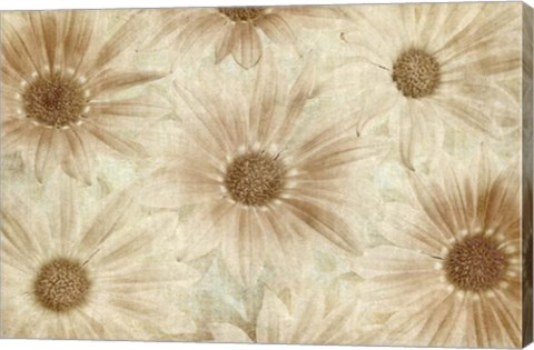 Framed Vintage Daisies Print