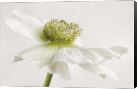 Framed White Anemone Flower Print