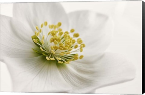 Framed White Helleborus Print