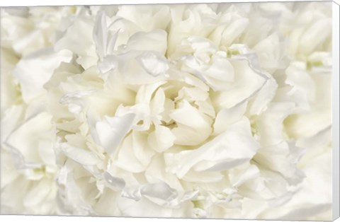 Framed White Peony Flower Print