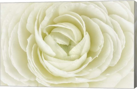 Framed White Persian Buttercup Print