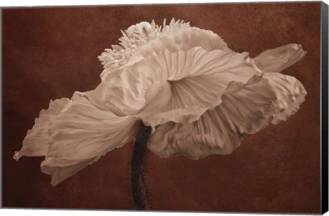 Framed White Poppy Print