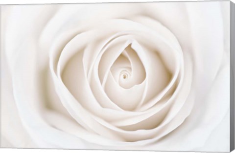 Framed White Rose Print