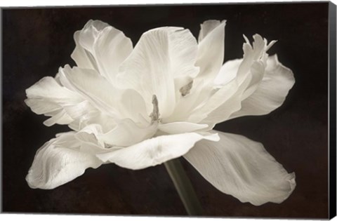 Framed White Tulip I Print