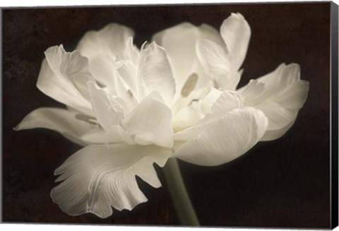 Framed White Tulip II Print
