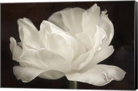 Framed White Tulip III Print