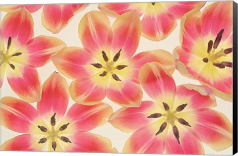 Framed Yellow and Coral Red Tulips Print