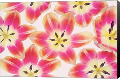 Framed Yellow and Red Tulips Print