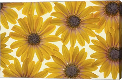 Framed Yellow Cape Dasies Print