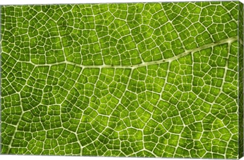 Framed Green Leaf Texture Print