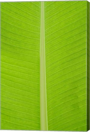 Framed Leaf Texture I Print