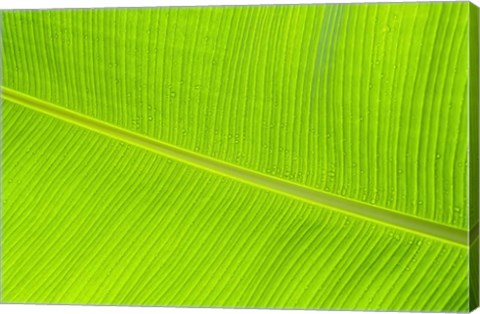 Framed Leaf Texture II Print