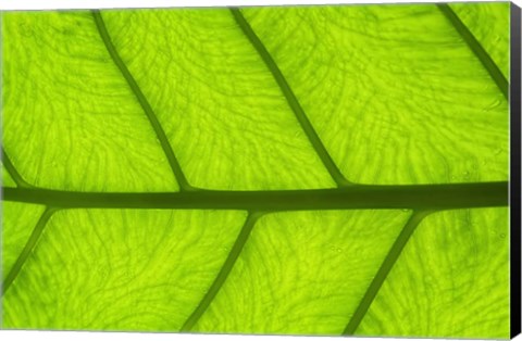 Framed Leaf Texture III Print
