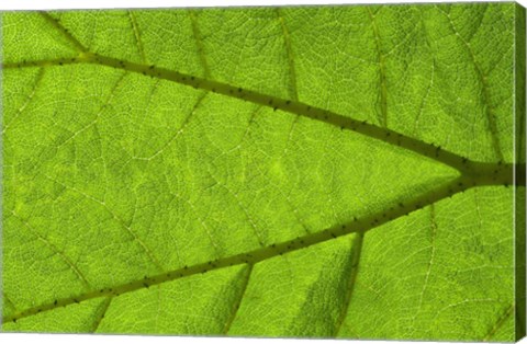 Framed Leaf Texture IV Print