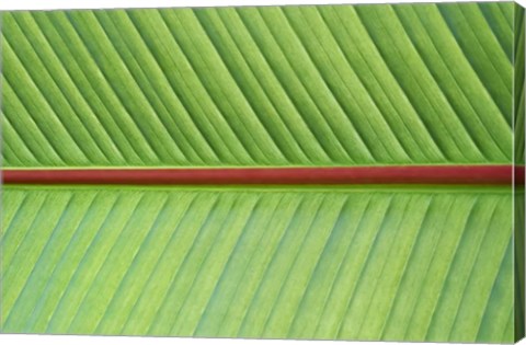 Framed Leaf Texture V Print