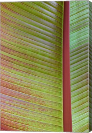 Framed Leaf Texture VI Print