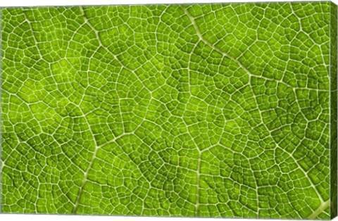 Framed Leaf Texture VII Print