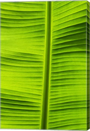 Framed Leaf Texture VIII Print