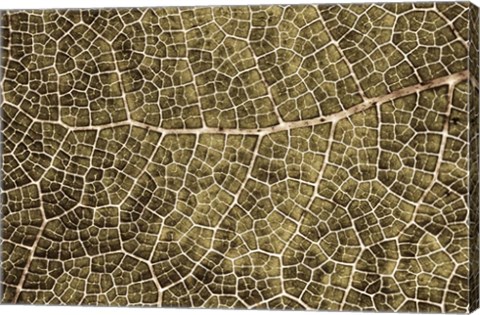 Framed Sepia Leaf Texture Print