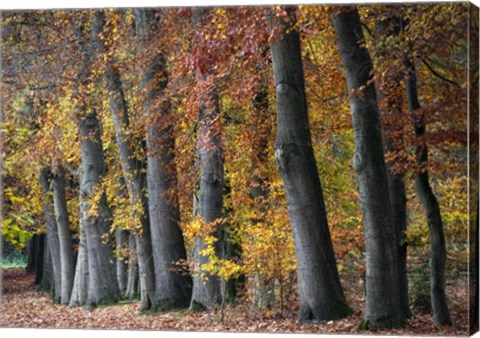 Framed Autumn Beeches I Print
