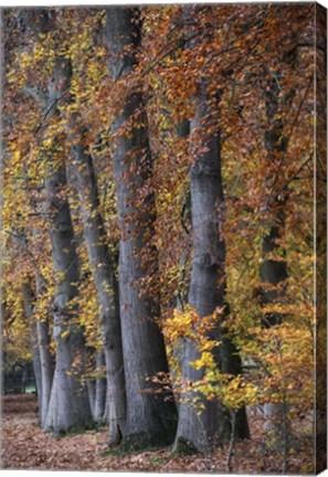 Framed Autumn Beeches II Print