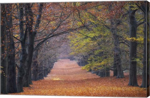 Framed Beech Lane Print