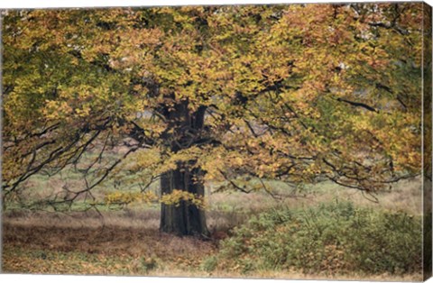 Framed Beech Tree Print