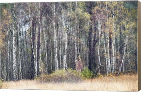 Framed Birches Print