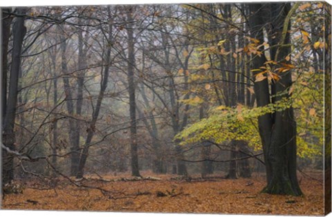 Framed Hazy Wood Print
