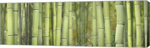 Framed Bamboo Scape Print