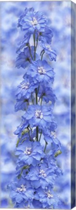 Framed Blue Larkspur Print