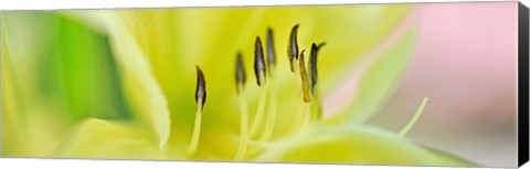 Framed Day Lily Scape Print