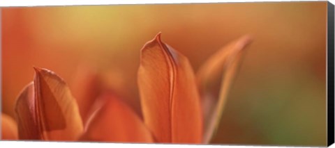 Framed Duc van Tol Orange Tulip Print