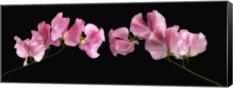Framed Glowing Sweet Peas Print
