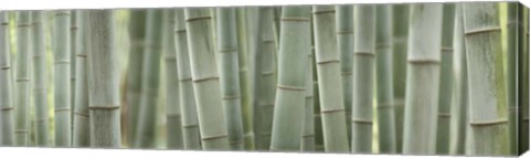 Framed Grey Bamboo Scape Print